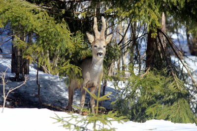 Portrait of deer on snow