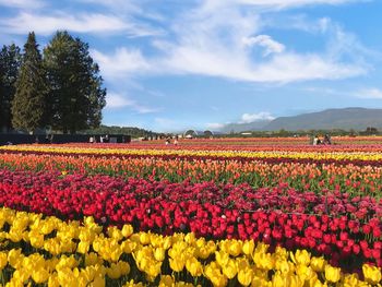 Scenic view of red tulip flowers on field against sky