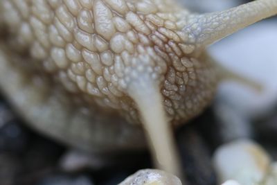 Detail shot of snail