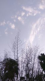 Low angle view of trees against sky