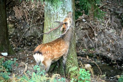 Stag barking up a tree