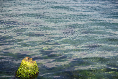 High angle view of bird on rock in sea