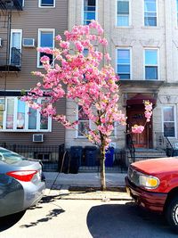 Pink flowers on street by building