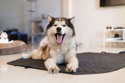 Portrait of dog sitting on table