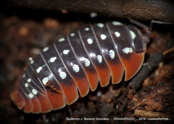 Close-up of caterpillar