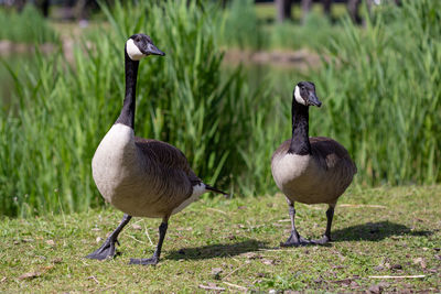 Mallard duck on field