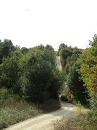 Empty road along trees