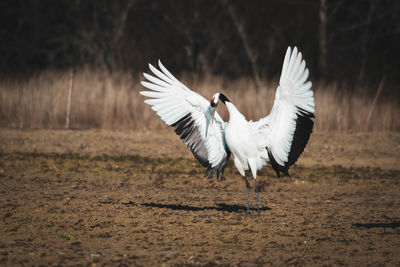 View of bird flying over field