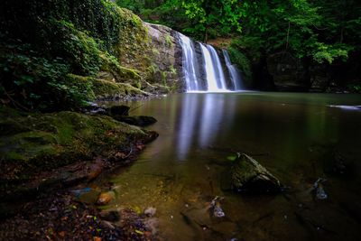 Scenic view of waterfall in forest