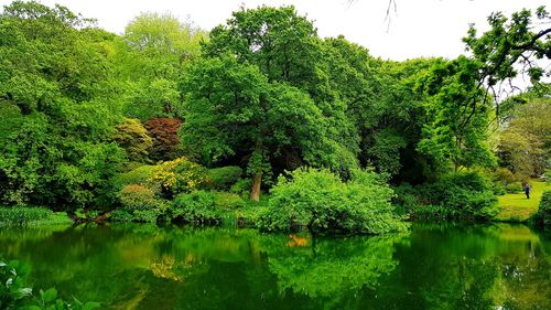 Scenic view of lake by trees