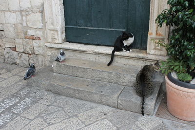 View of bird on brick wall