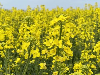 rapeseed