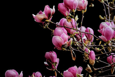 Close-up of pink flowers against black background