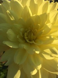 Close-up of dahlia