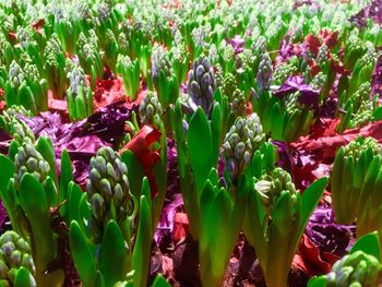 Flowers growing outdoors