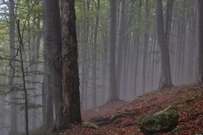 Trees in forest