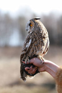 Close-up of owl perching on hand