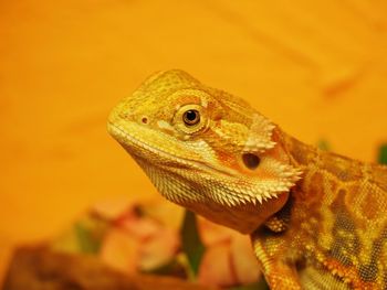 Close-up of lizard