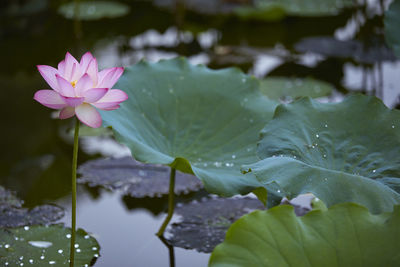 Close-up of water lily in lake