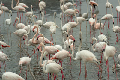 Flock of birds in lake