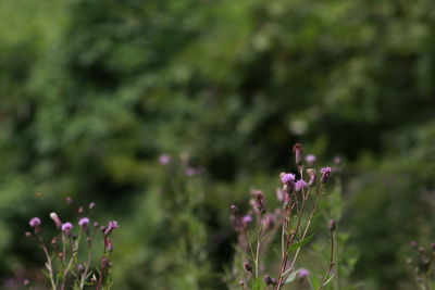 Close-up of purple flowers blooming outdoors