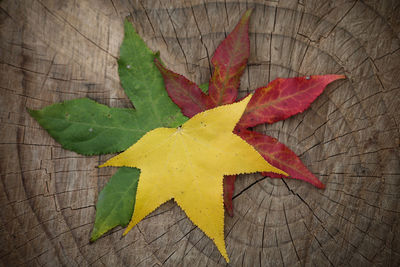 Close-up of maple leaves