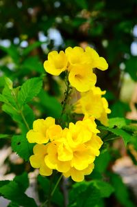 Close-up of yellow flower