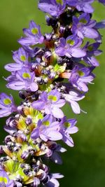 Close-up of bee on purple flowers