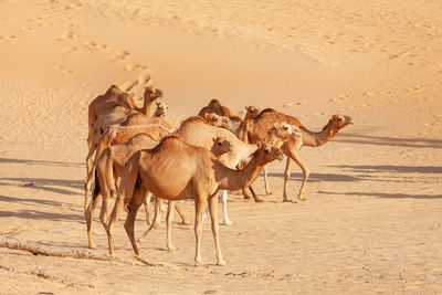 Herd of middle eastern camels walking in the desert in united arab emirates