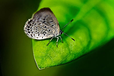 Close-up of fly on leaf