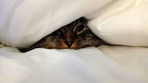 Close-up of a cat resting on bed