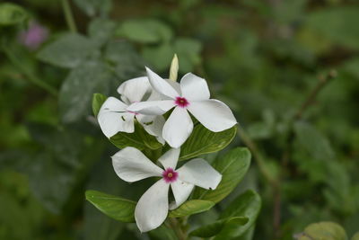 Close-up of white flowering plant