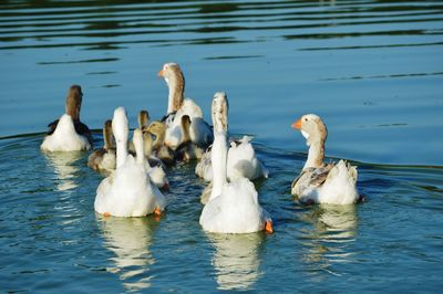 Swans swimming in lake