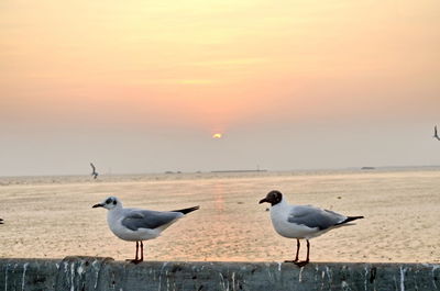 Seagulls on beach at sunset