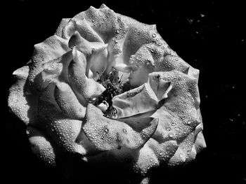 Close-up of rose bouquet against black background