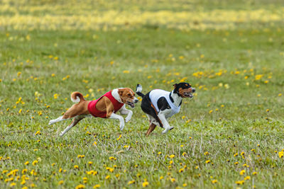 Basenji dogs in