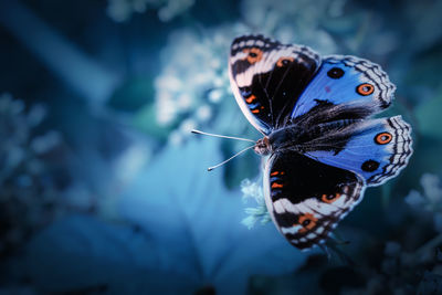 Close-up of butterfly on flower