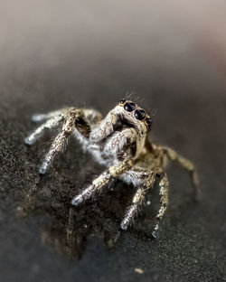 Close-up of spider