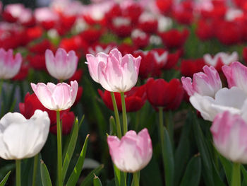 Close-up of pink tulips on field