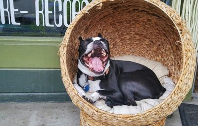 Boston terrier yawning while sitting in chair at footpath