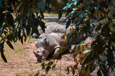 View of  wild rhinoceros