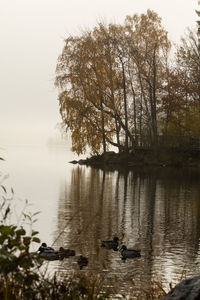 Reflection of trees in water
