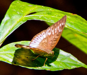 Close-up of butterfly on leaves