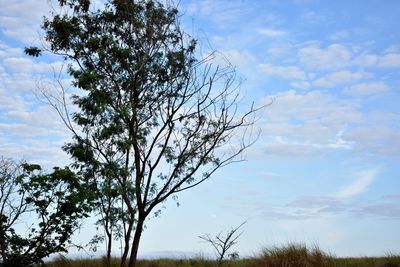 Low angle view of tree against sky