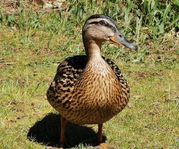 View of duck on field