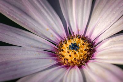 Close-up of purple flower