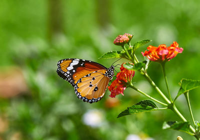 A yellow butterfly perched on the vibrant flower