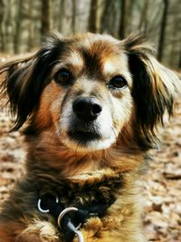 Close-up portrait of dog sticking out tongue