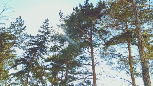 Low angle view of trees against sky