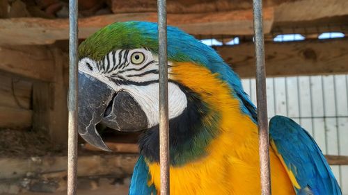 Close-up of a bird in cage